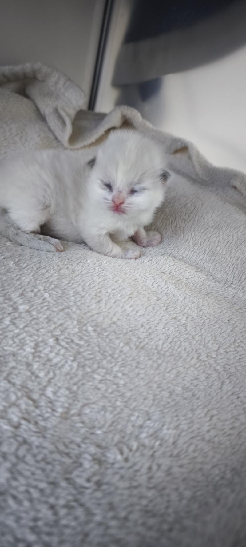 Beverly Dolce des LS'DOLL Femelle Ragdoll