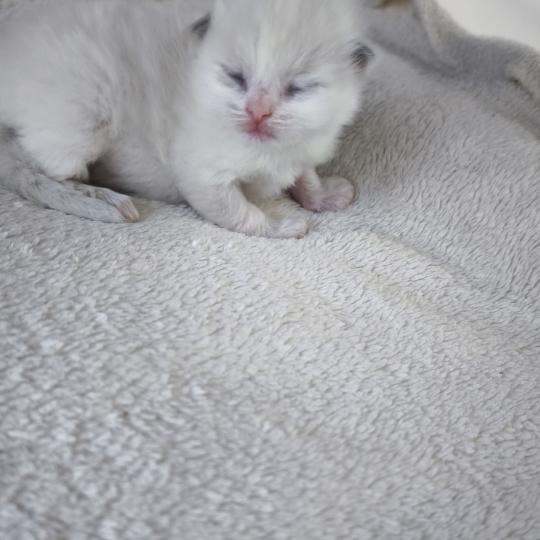 Beverly Dolce des LS'DOLL Femelle Ragdoll