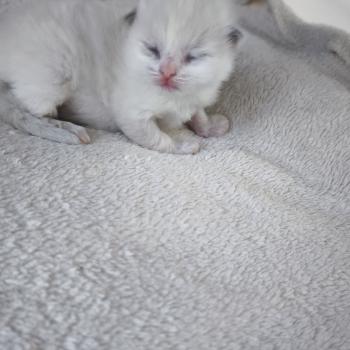 chaton Ragdoll blue tortie bicolor Beverly Chatterie Dolce Des LS'DOLL