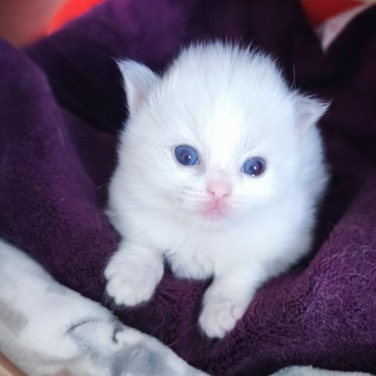 chaton Ragdoll blue tortie bicolor Beverly Chatterie Dolce Des LS'DOLL