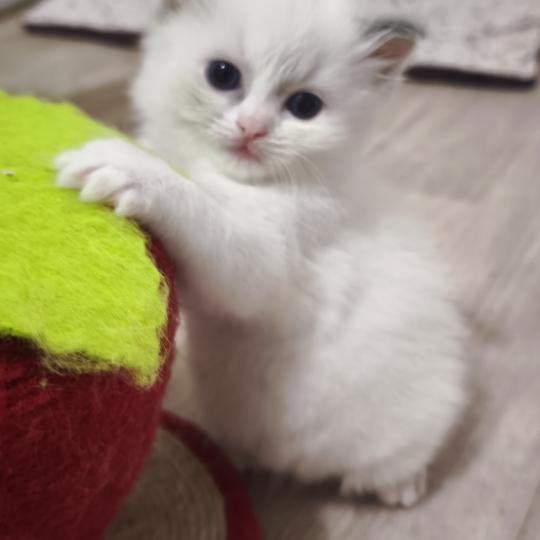 chaton Ragdoll blue tortie bicolor Beverly Chatterie Dolce Des LS'DOLL