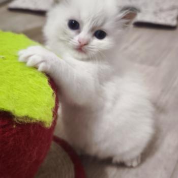 chaton Ragdoll blue tortie bicolor Beverly Chatterie Dolce Des LS'DOLL