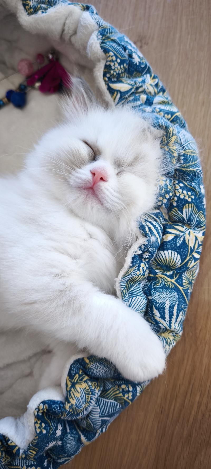 Beverly Dolce des LS'DOLL Femelle Ragdoll