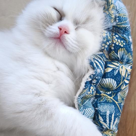 Beverly Dolce des LS'DOLL Femelle Ragdoll