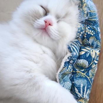 chaton Ragdoll blue tortie bicolor Beverly Chatterie Dolce Des LS'DOLL