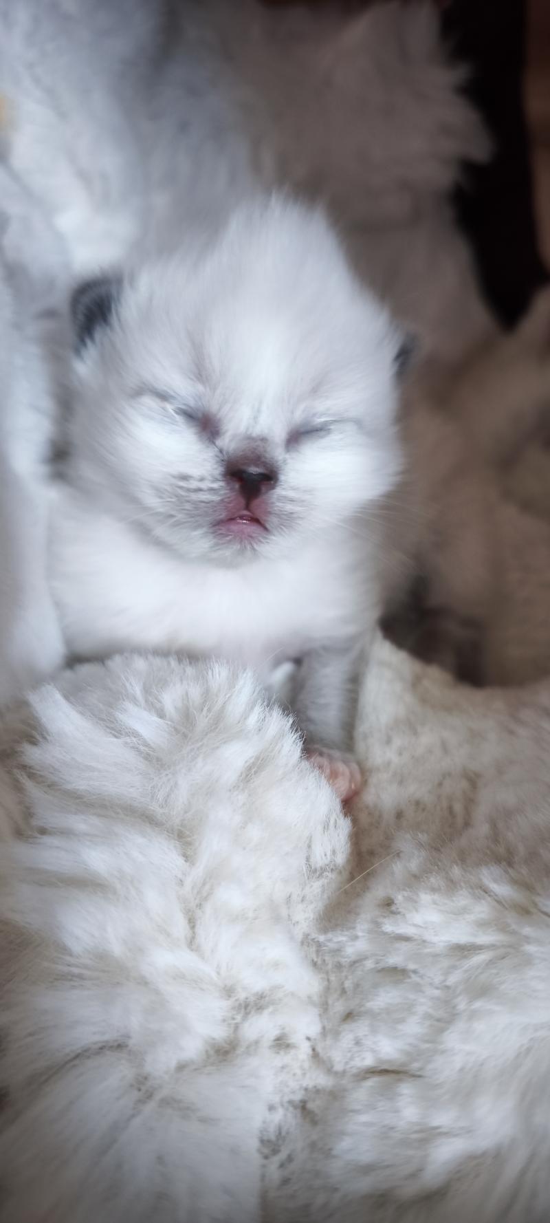 Brooklyn Dolce des LS'DOLL Femelle Ragdoll