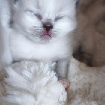 chaton Ragdoll black mitted Brooklyn Chatterie Dolce Des LS'DOLL