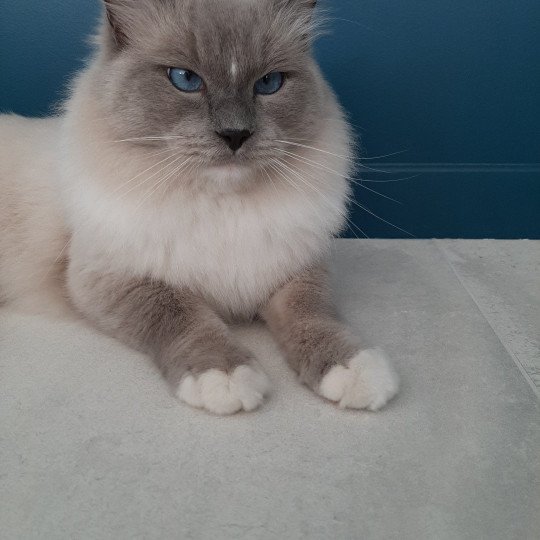 chat Ragdoll blue mitted Napoléon Chatterie Dolce Des LS'DOLL