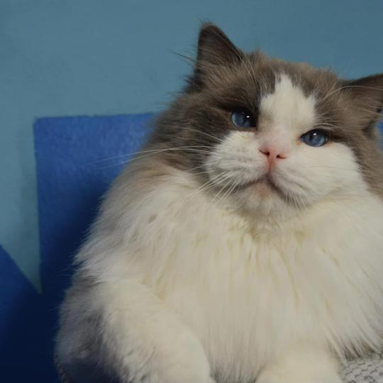chat Ragdoll Patrik Chatterie Dolce Des LS'DOLL