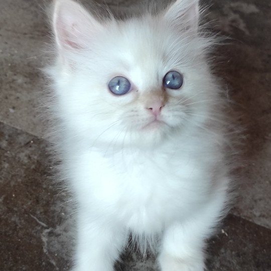 Santana Dolce des LS'Doll Dolce des LS'DOLL Mâle Ragdoll