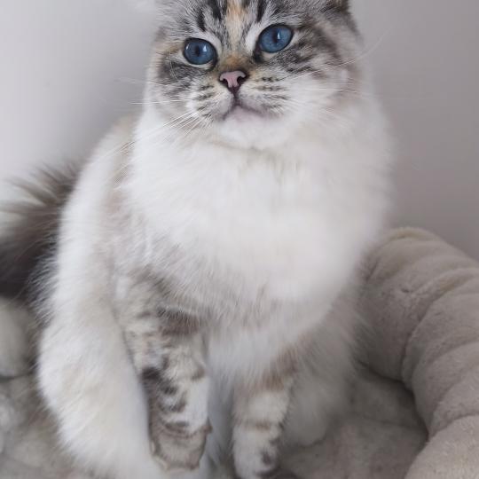 chat Ragdoll brown tortie tabby mitted STYVANIA Scarlett Saphie Chatterie Dolce Des LS'DOLL