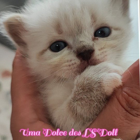 chaton Ragdoll brown tabby mitted Uma Chatterie Dolce Des LS'DOLL