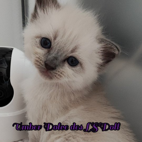 chaton Ragdoll blue point Umber Chatterie Dolce Des LS'DOLL