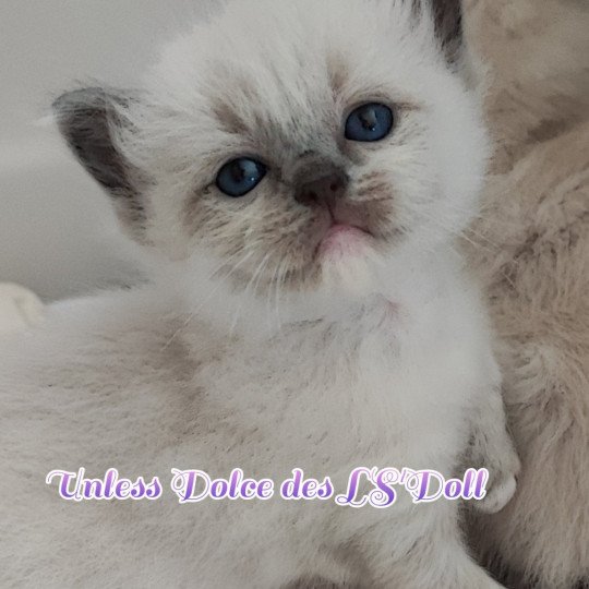 chaton Ragdoll blue mitted Unless Chatterie Dolce Des LS'DOLL